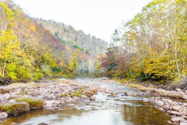 Morning river tea creek landscape with mist, fog and autumn fall foliage forest, stones or rocks in shallow water in West Virginia during sunrise