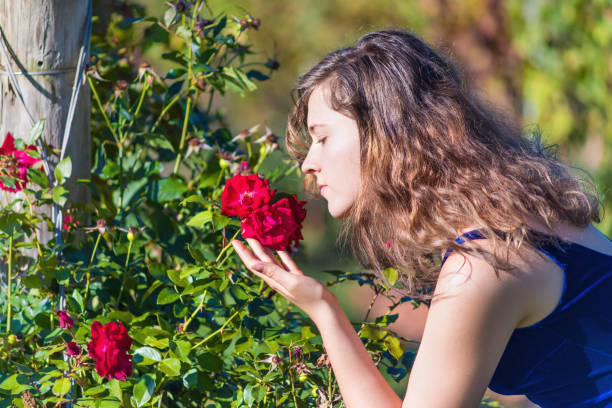 ブルー ベルベットでエレガントな若い女性庭の赤いバラを臭いがする感動の花側プロファイルの肖像画顔アップでドレスアップします。 - napa napa valley california flower ストックフォトと画像