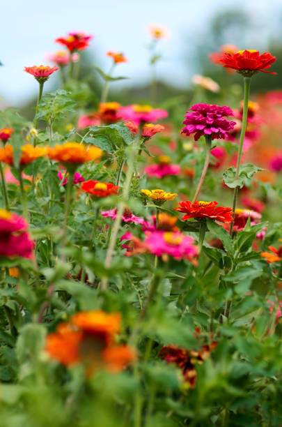 istock Tagetes (Safari Queen marigolds) flowers.Beautiful summer garden 915914834
