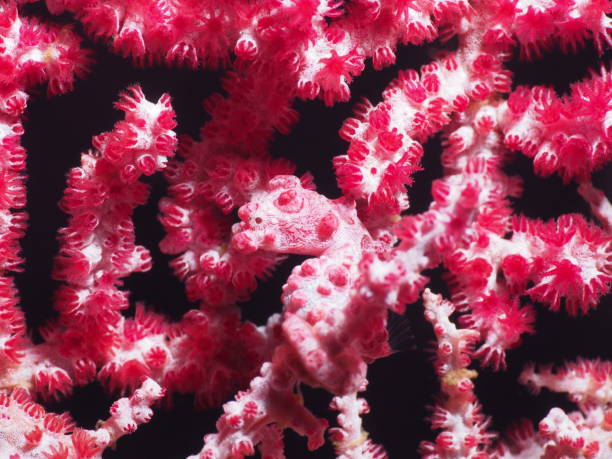 istock Pink Hippocampus bargibanti pygmy seahorse 915914894