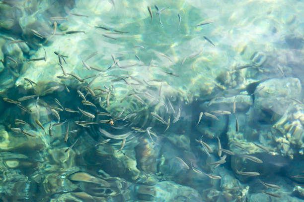 istock Fish and a piece of bread 915915120