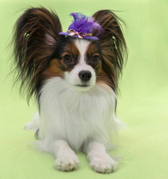 istock Beautiful young continental spaniel papillon in a hat with feather on a green background 915921226