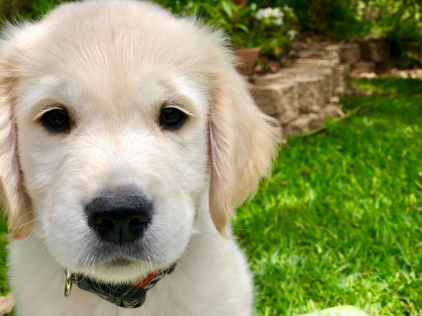 istock Puppy close up 915921262