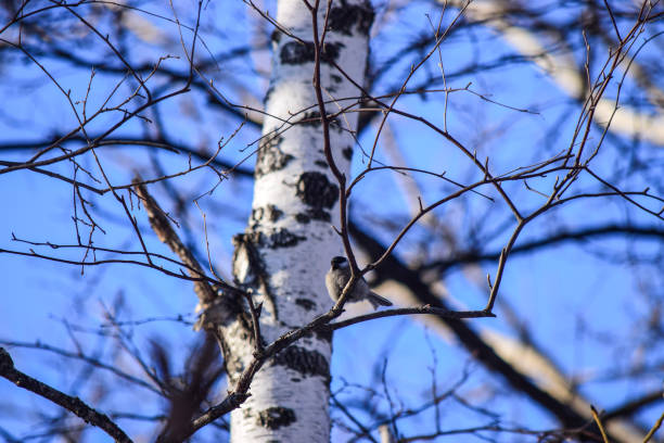 istock bird landslide in the forest in winter 915927108