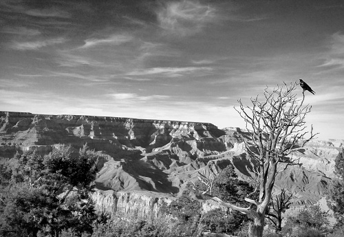 Raven at Grand Canyon.