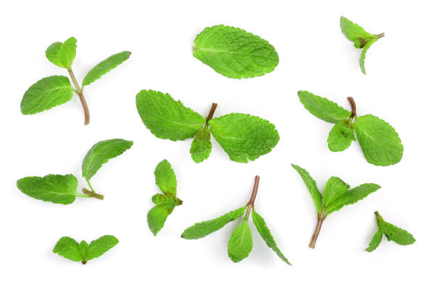 istock fresh green mint leaves isolated on white background, top view. Flat lay 915940342