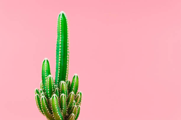 istock Green cactus minimal design on pastel pink background. 915940432
