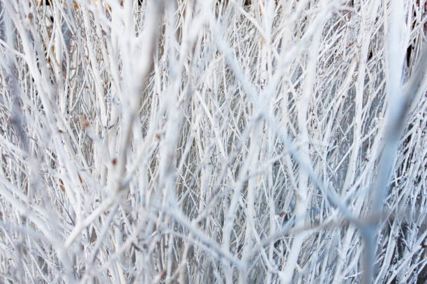 white tree branches slective focus white branches clustered together Slective Focus stock pictures, royalty-free photos & images