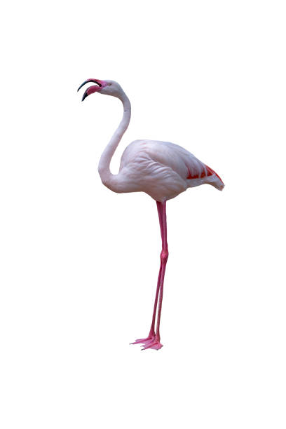 istock Beautiful flamingo isolated on white 915943344