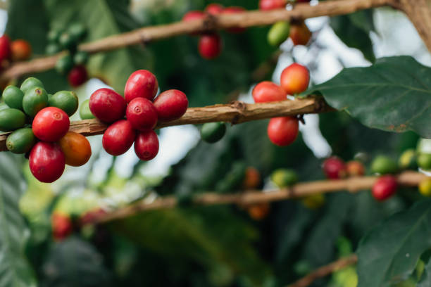cerezas de café con granos de café crudos en el árbol de una plantación de café - kona coffee fotografías e imágenes de stock