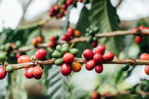 cerezas de café con granos de café crudos en el árbol de una plantación de café - kona coffee fotografías e imágenes de stock