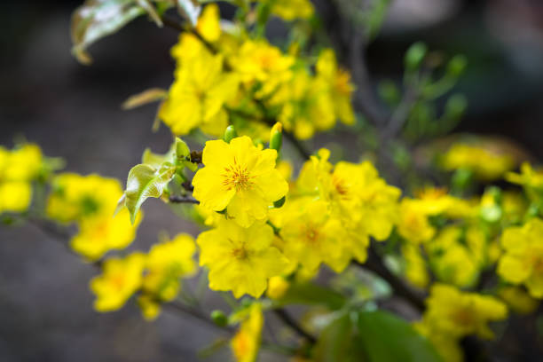 istock Yellow apricot blossom 915946766