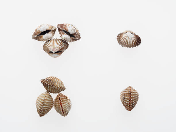 istock Mix view of raw cockle, ark shell, isolated on white background 915949902