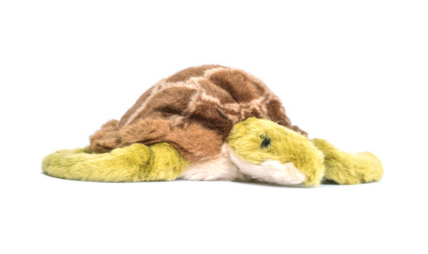 istock Closeup turtle doll isolated on white background 915955216
