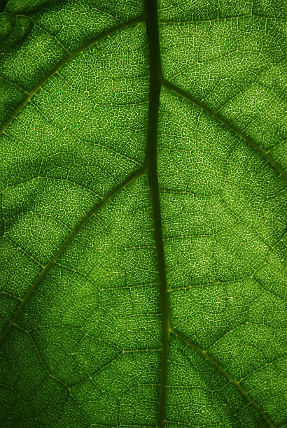 istock big closeup of leaf 91595948