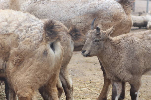 istock The West tur which is a mountain goat type animal 915959796