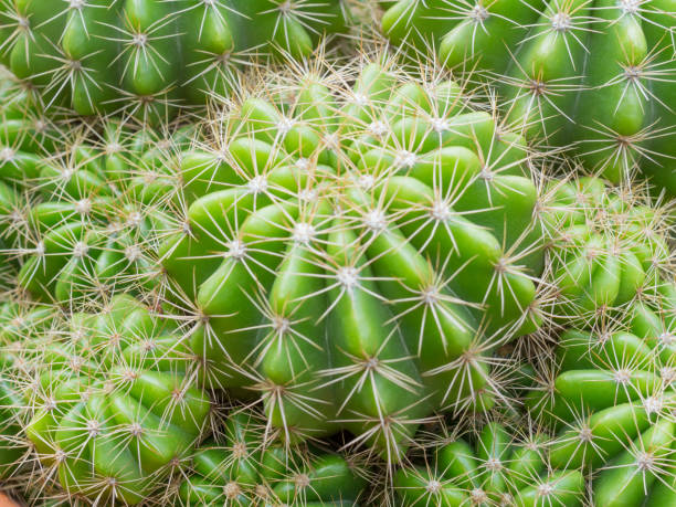 istock Close-up cactus on the pot, Dangerous concept 915962386