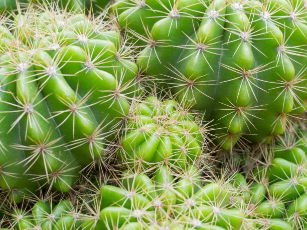 istock Close-up cactus on the pot, Dangerous concept 915962454