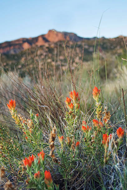 rojo de flores silvestres flores paisaje de montaña - single flower flower desert new mexico fotografías e imágenes de stock