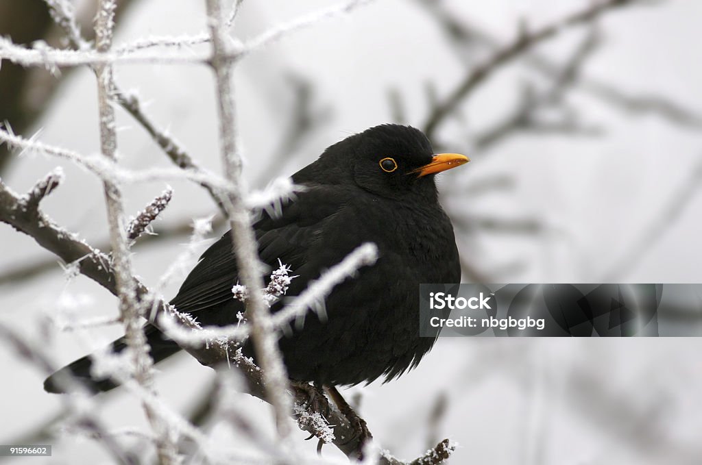 Blackbird-Turdus merula - Zbiór zdjęć royalty-free (Kos)