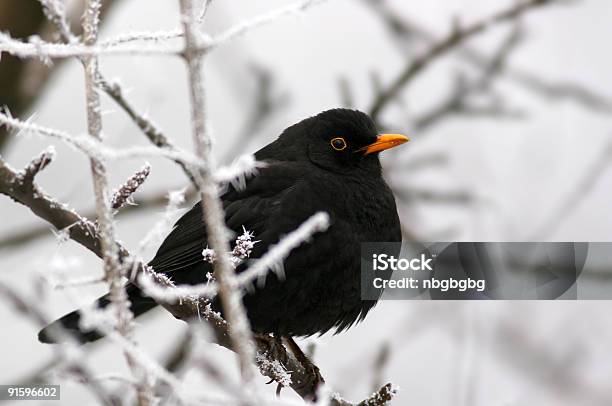 Blackbirdturdus Merula - zdjęcia stockowe i więcej obrazów Kos - Kos, Zima, Bez ludzi