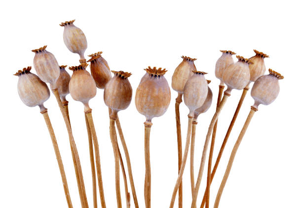 istock Dried poppy heads isolated on white background. 915966676