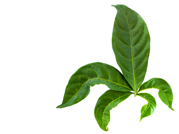 istock Green leaf isolated background, beautiful leaf isolated with copy space for text 915966710