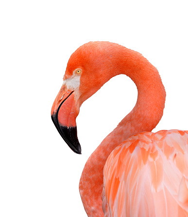 Portrait of a flamingo isolated on a white background.