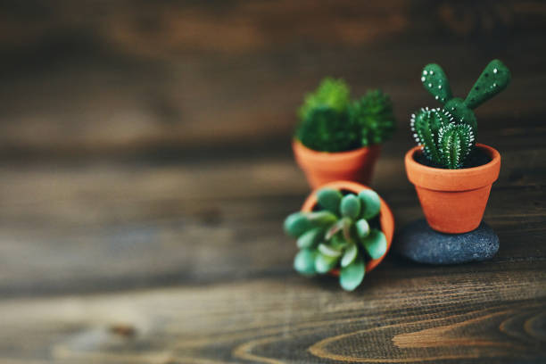 A cactus plant with a round shape and spiny tips with the scientific name Euphorbia globosa is planted in a black pot in the yard of the house.