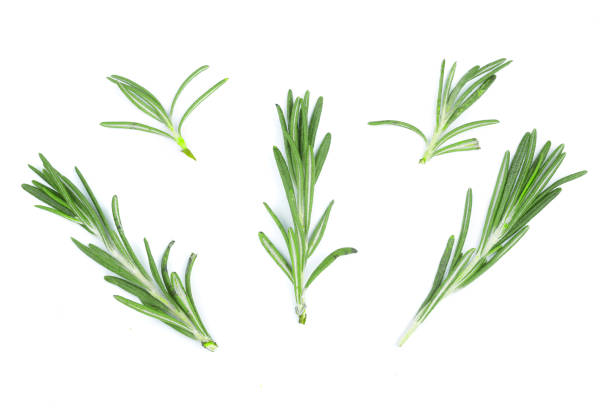 istock Fresh green rosemary isolated on a white background. Top view. Flat lay 915972050
