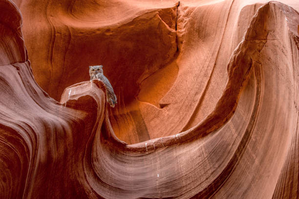 große gehörnte eule, eule canyon, arizona - desert animals stock-fotos und bilder