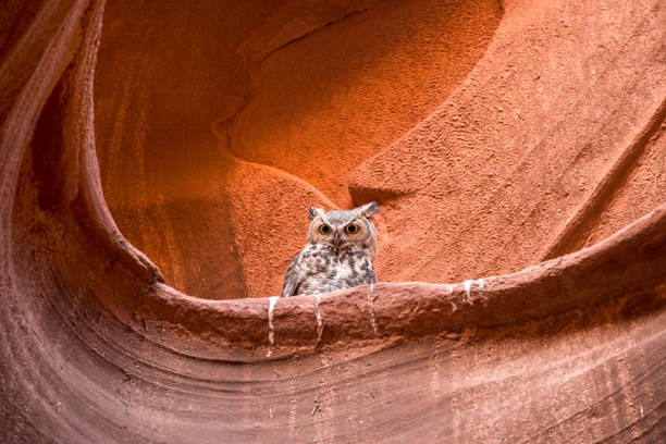 Great Horned Owl, Owl Canyon, Arizona A great horned owl sits perched on a ledge in Owl Canyon, in Arizona the wave arizona stock pictures, royalty-free photos & images