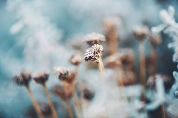istock Nature background wildflowers in winter light 915977366