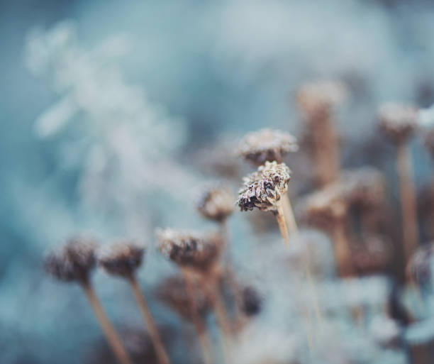 istock Nature background wildflowers in winter light 915977402
