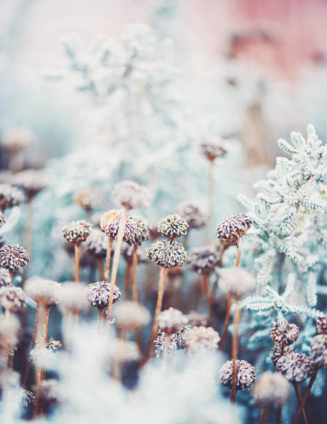 istock Nature background wildflowers in winter light 915977412