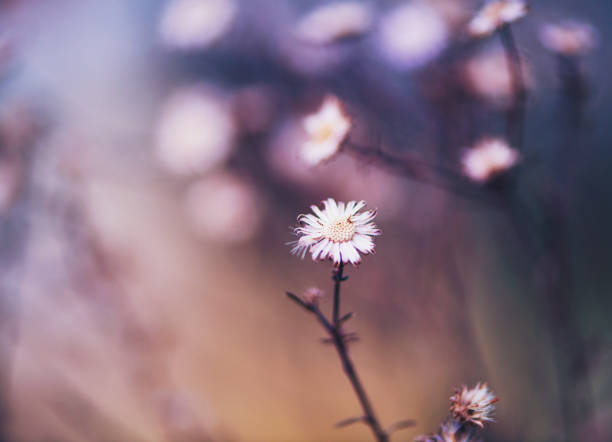 Nature background with tiny daisies in winter sunlight