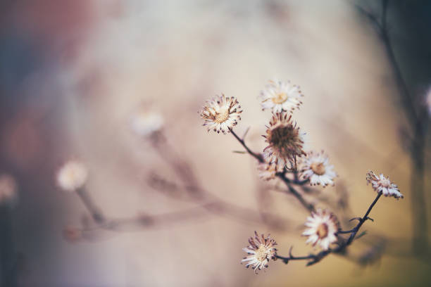 istock Nature background with tiny daisies in winter sunlight 915977582