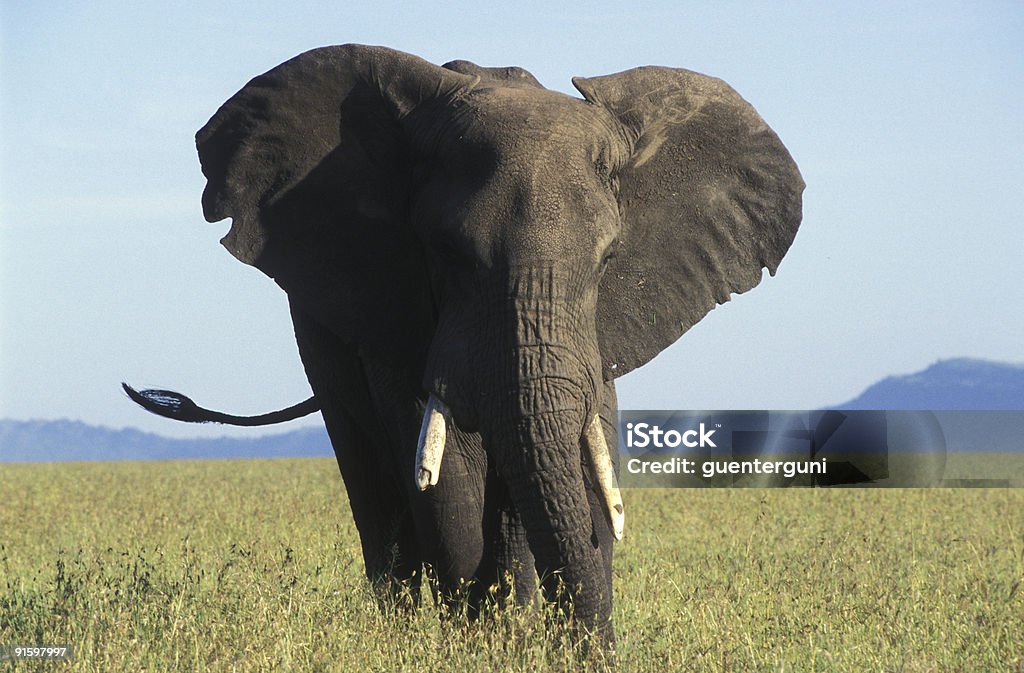 Elefante no Serengeti - Foto de stock de Animal selvagem royalty-free