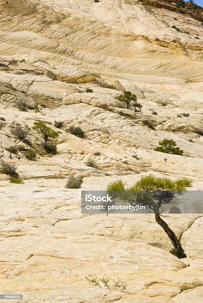 Deserto alberi 1 - Foto stock royalty-free di Albero