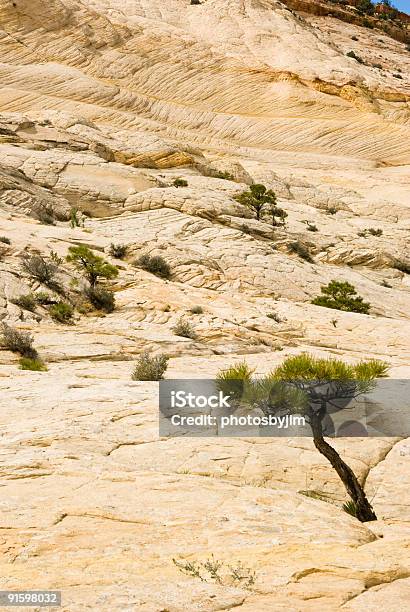 Deserto Alberi 1 - Fotografie stock e altre immagini di Albero - Albero, Altopiano del Colorado, Ambientazione esterna