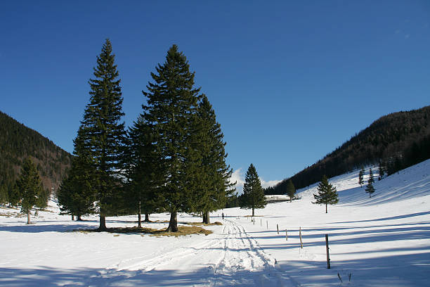 śnieg szlaki - footpath european alps fence woods zdjęcia i obrazy z banku zdjęć