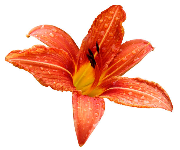 Blue Flower Lily On A White Isolated Background With Clipping Path