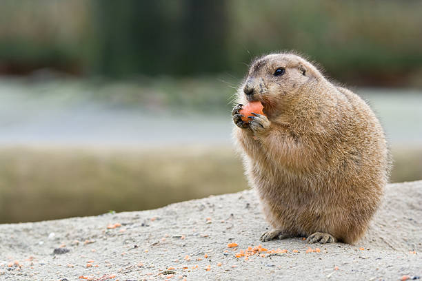 istock Prairie dog eating a carrot 91598529