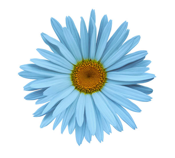 istock Light blue flower chamomile on a white isolated background with clipping path.  Closeup no shadows. Garden  flower. Nature. 915985398