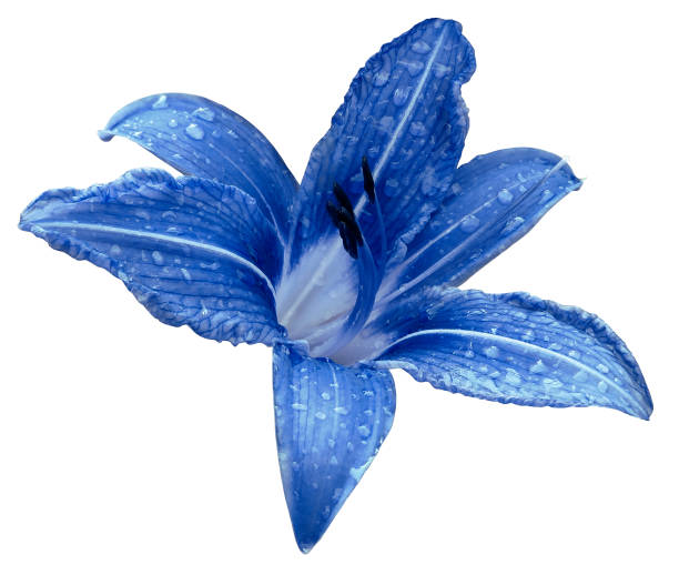 Blue Flower Lily On A White Isolated Background With Clipping Path