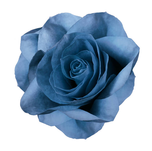 Rose  blue  flower  on white isolated background with clipping path.  no shadows. Closeup.  Nature.