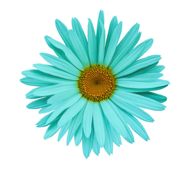 istock Turquoise flower chamomile on a white isolated background with clipping path.  Closeup no shadows. Garden  flower. Nature. 915985534