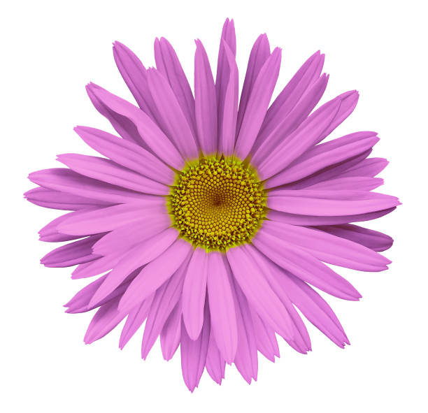 istock Pink flower chamomile on a white isolated background with clipping path.  Closeup no shadows. Garden  flower. Nature. 915985814