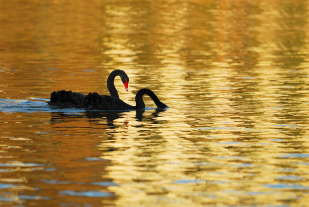 Deux cygnes de dernière lumière du soleil - Photo