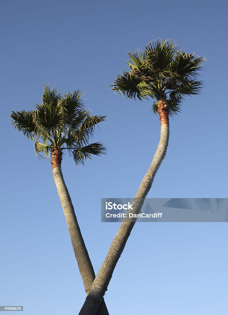 Entrecruzado Palms - Foto de stock de Forma de V libre de derechos